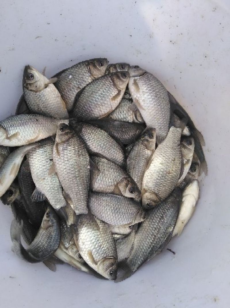 异育银鲫食用