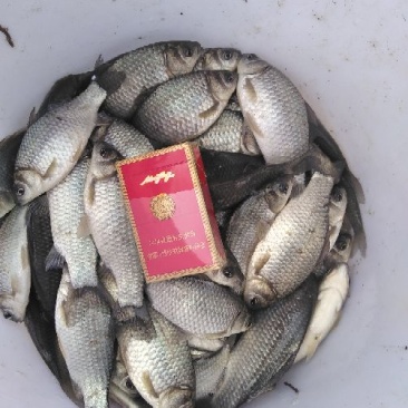 异育银鲫食用