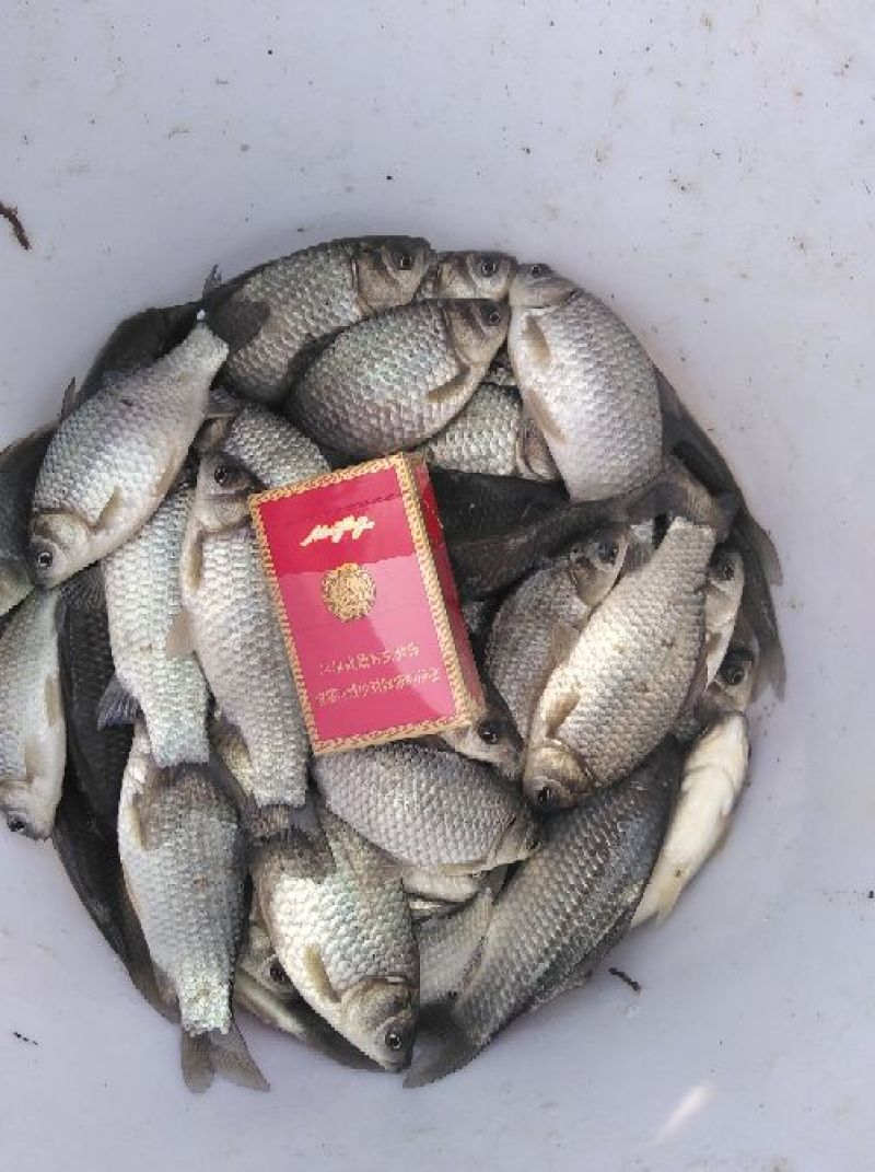 异育银鲫食用
