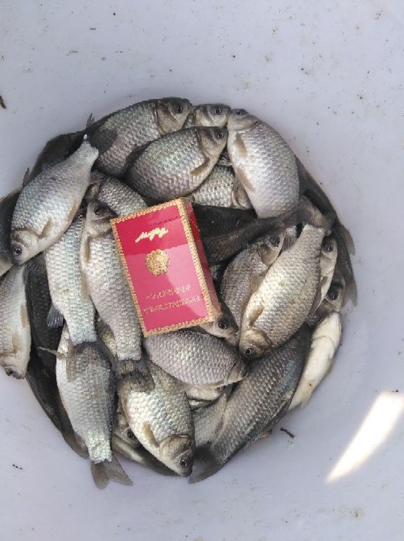 异育银鲫食用