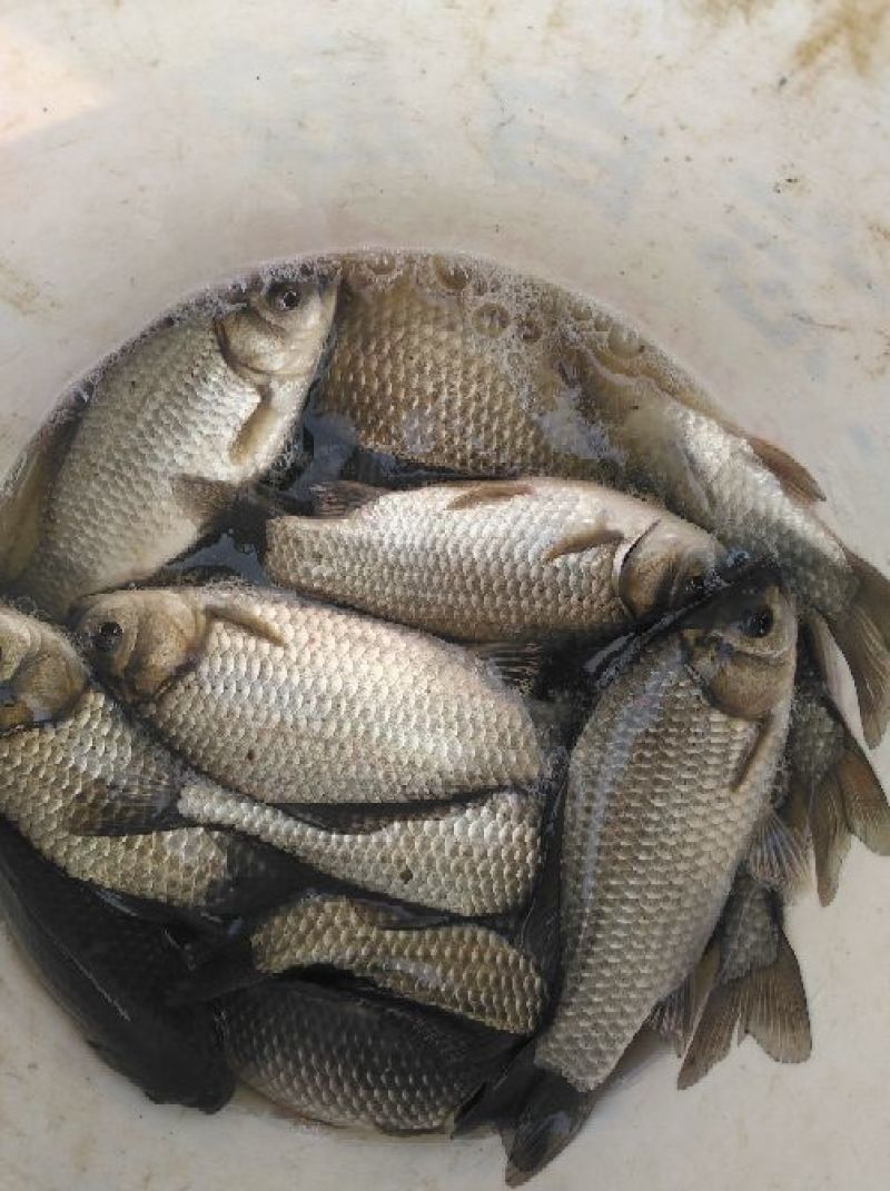 异育银鲫食用