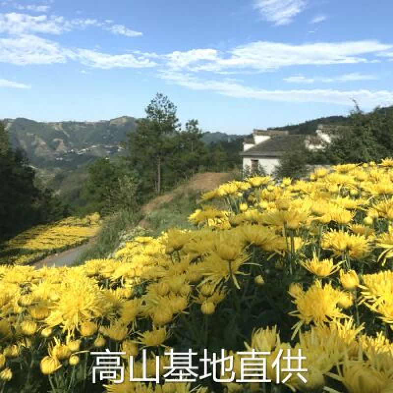 皇菊茶一级