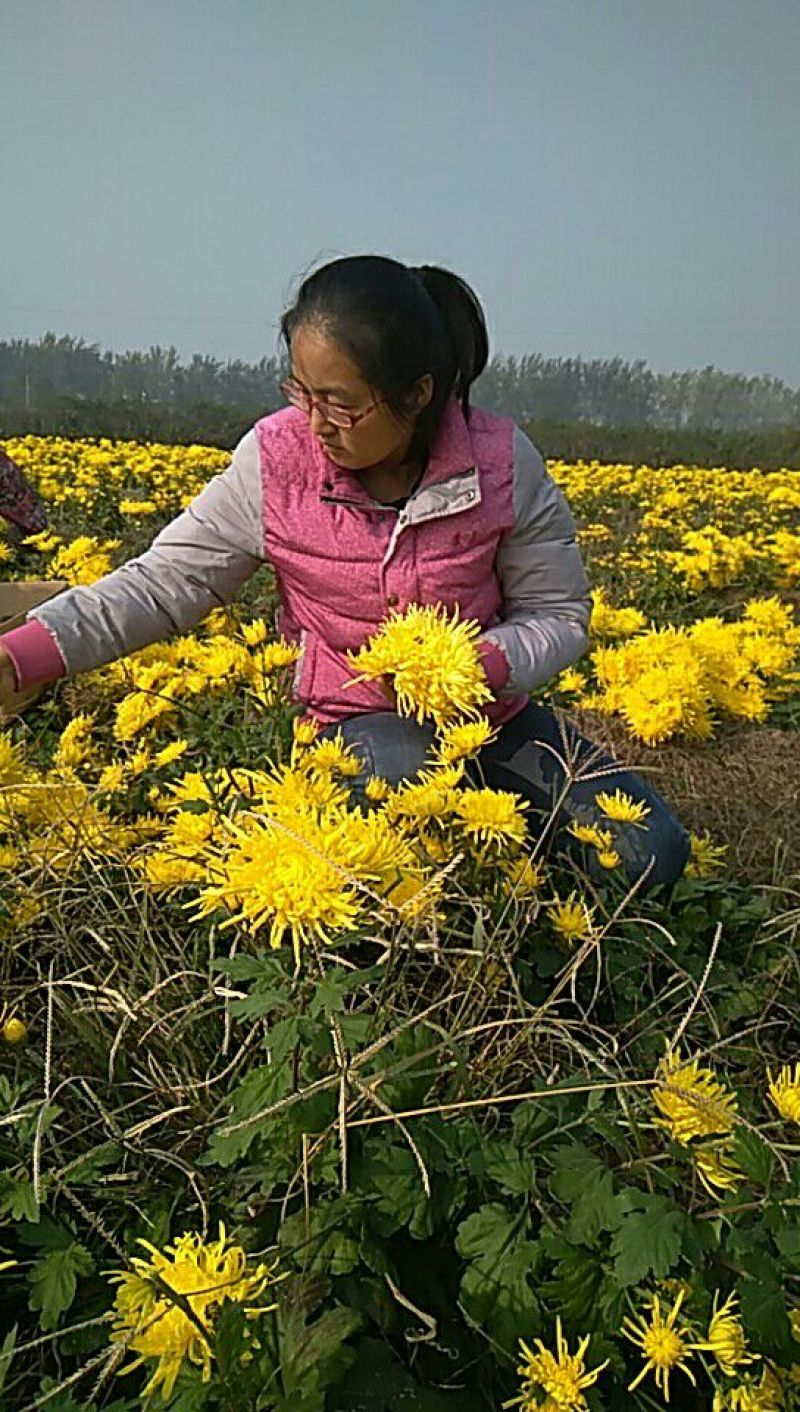 皇菊茶一级