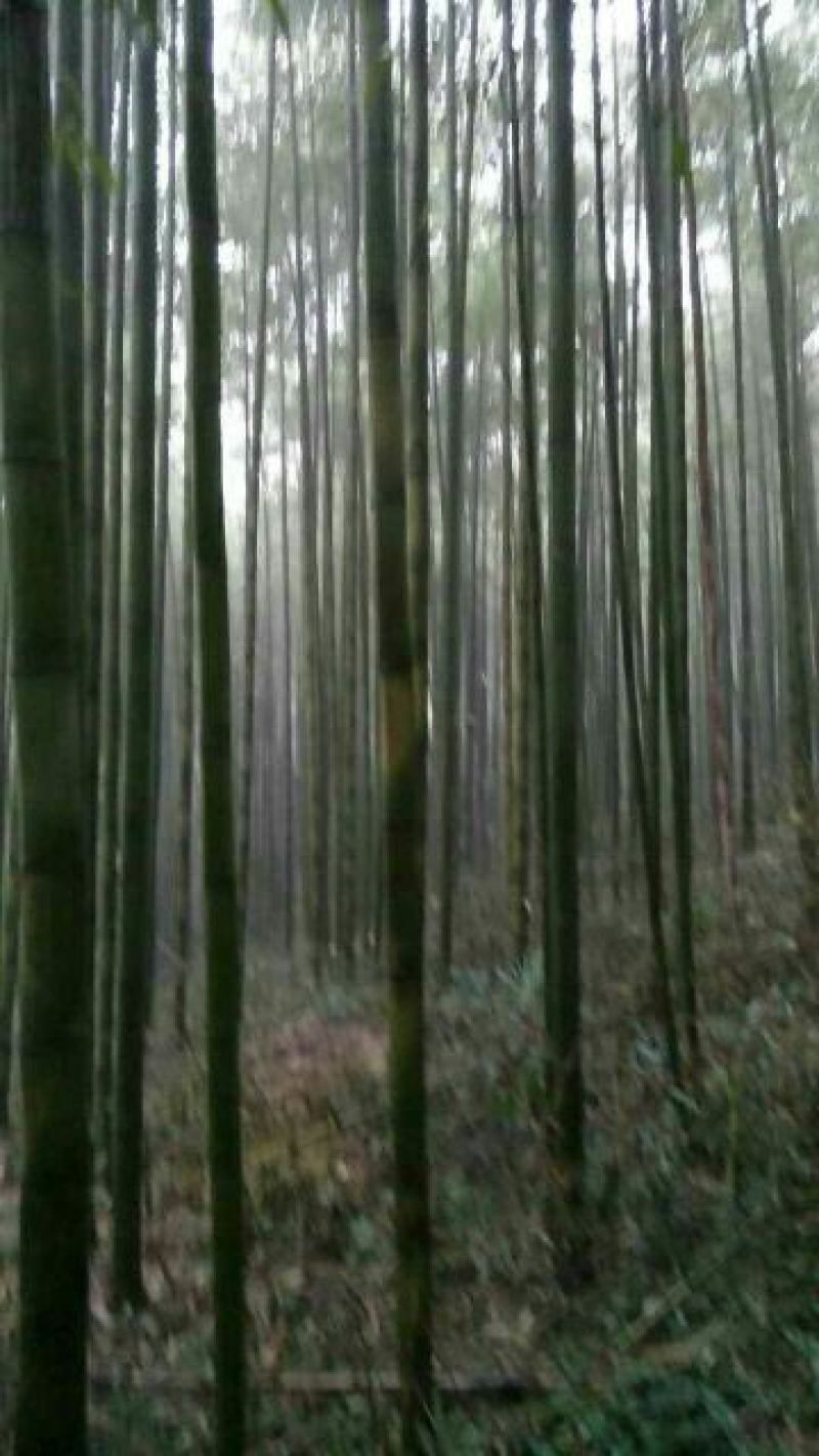 绿竹7~8m