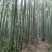 绿竹7~8m