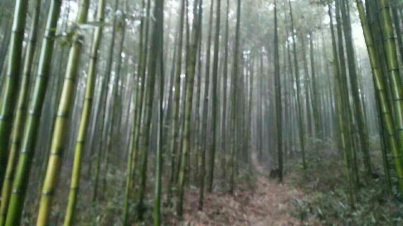 绿竹7~8m
