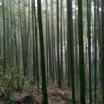 绿竹7~8m