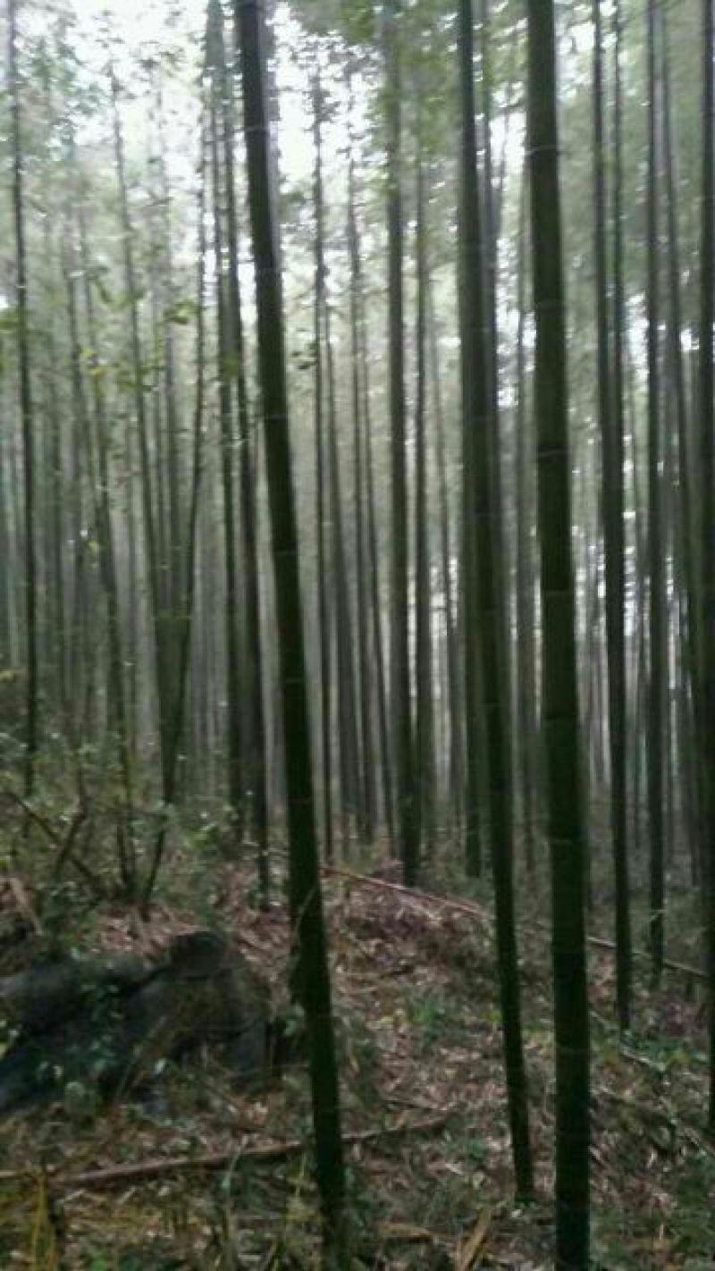 绿竹7~8m