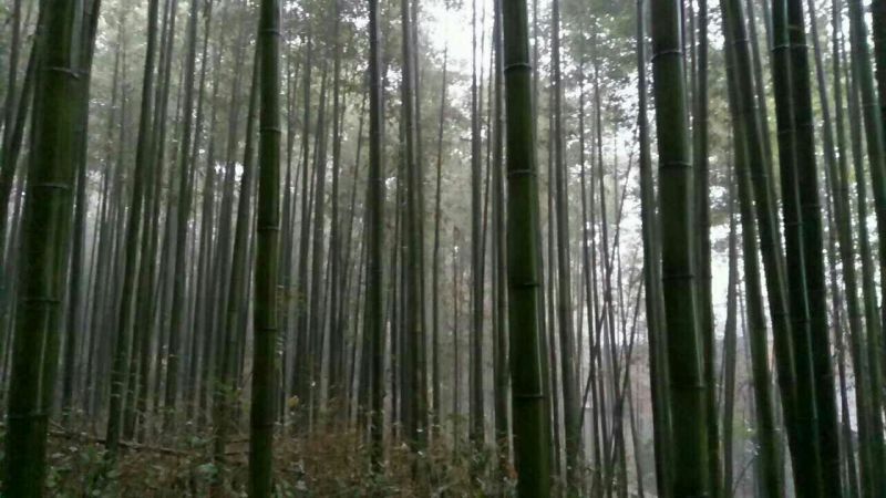 绿竹7~8m