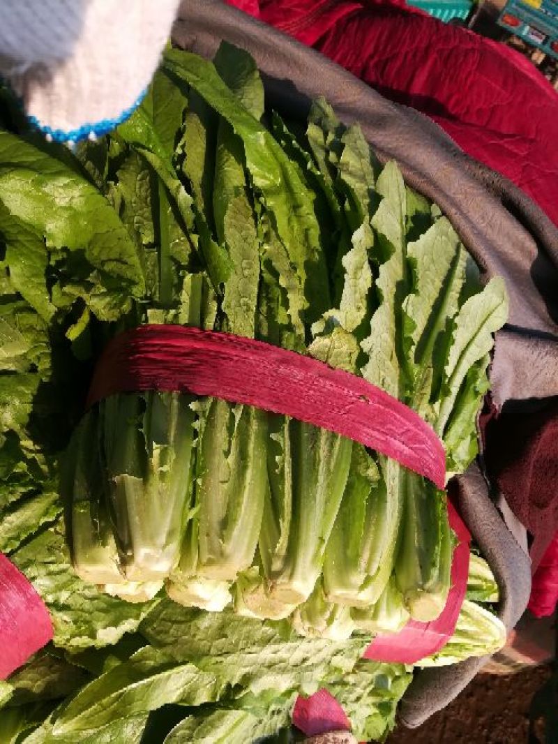 【精选】油麦菜河北邯郸油麦菜产地直销价优直供商超