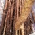 垆土山药2~3厘米特级手捡50~70厘米
