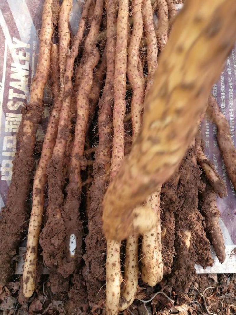 垆土山药2~3厘米特级手捡50~70厘米