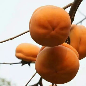 柿饼1两以下