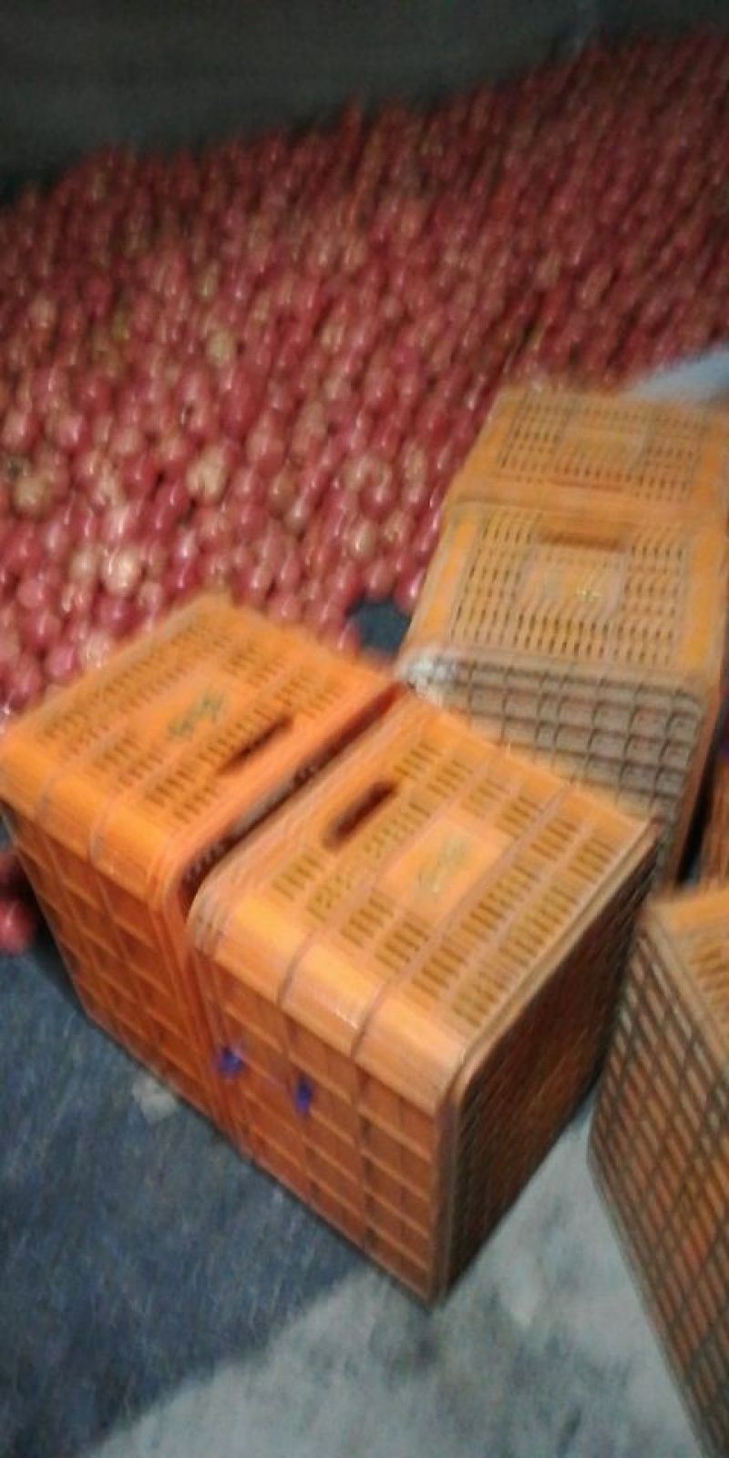 硬粉西红柿弧三以上硬粉精品