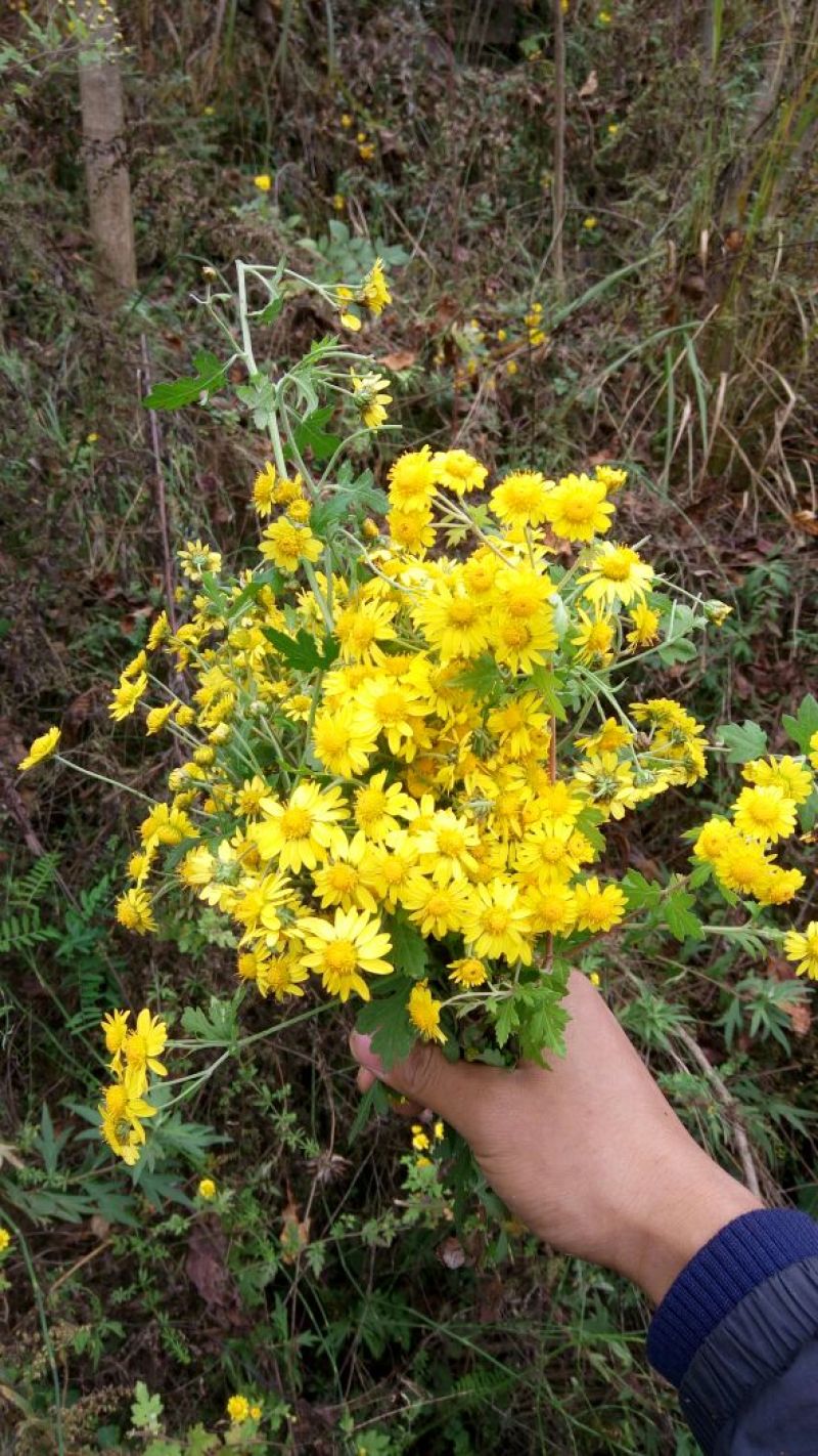 野菊花袋装
