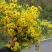 野菊花袋装
