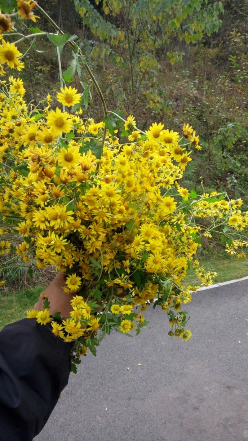 野菊花袋装