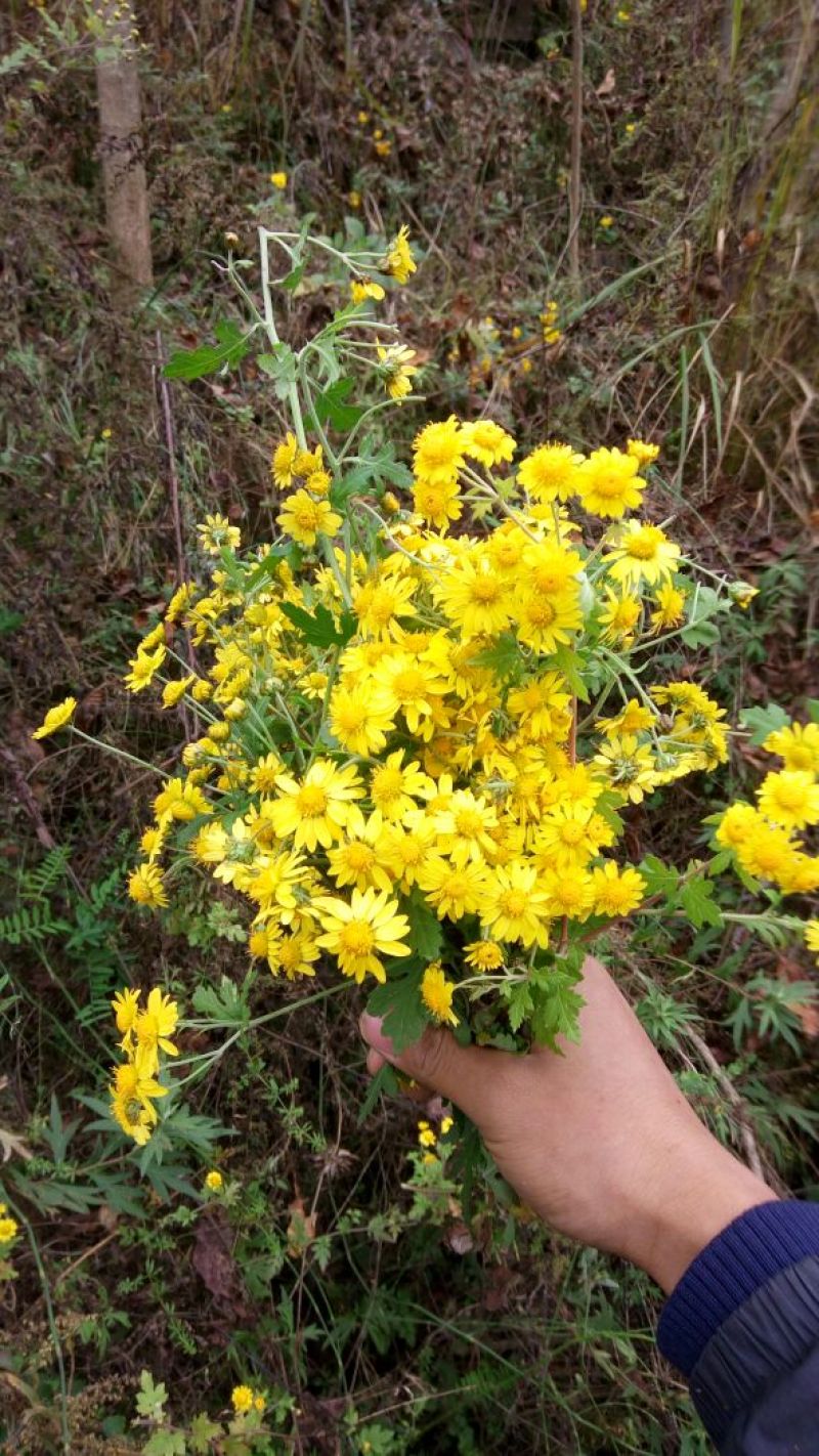 野菊花袋装