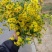 野菊花袋装