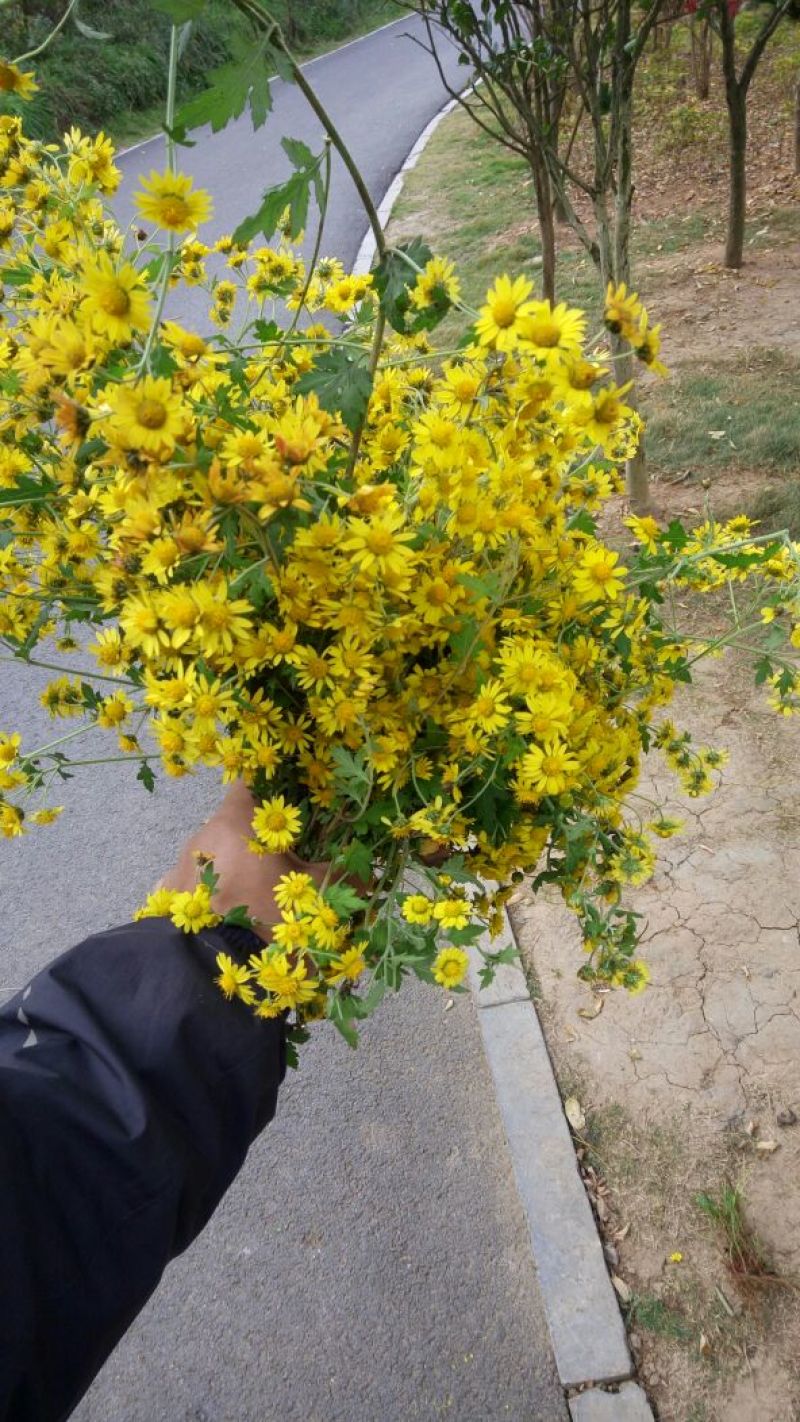 野菊花袋装