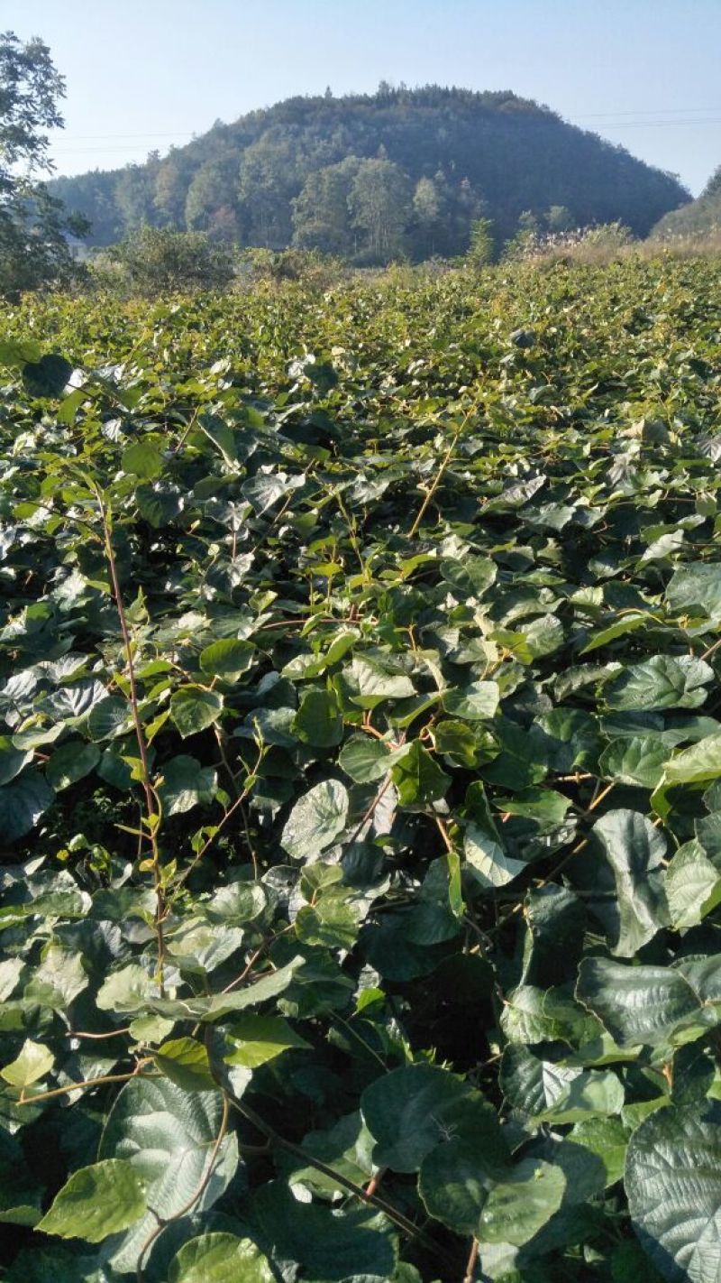 米良一号猕猴桃苗0.4~0.6cm35~40cm