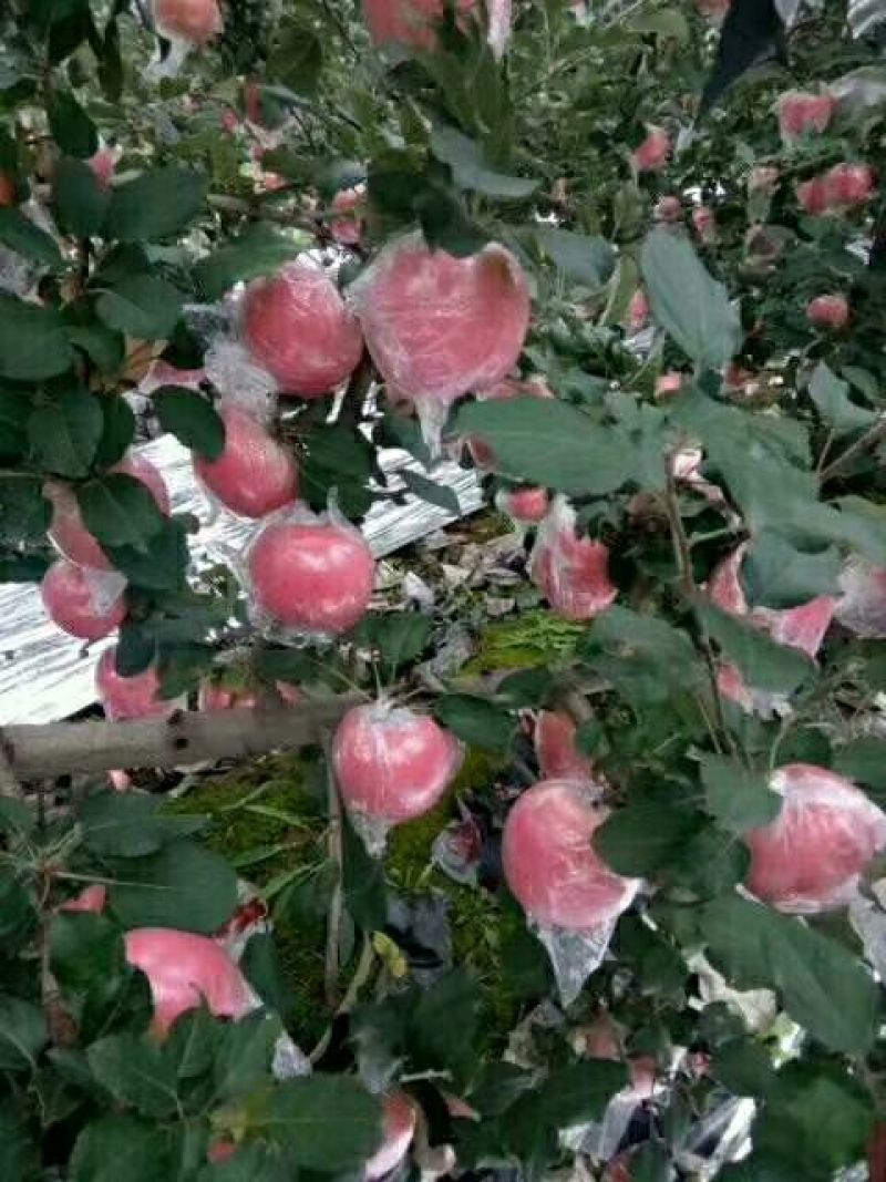 苹果75mm以上光果