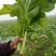 榨菜5两以上