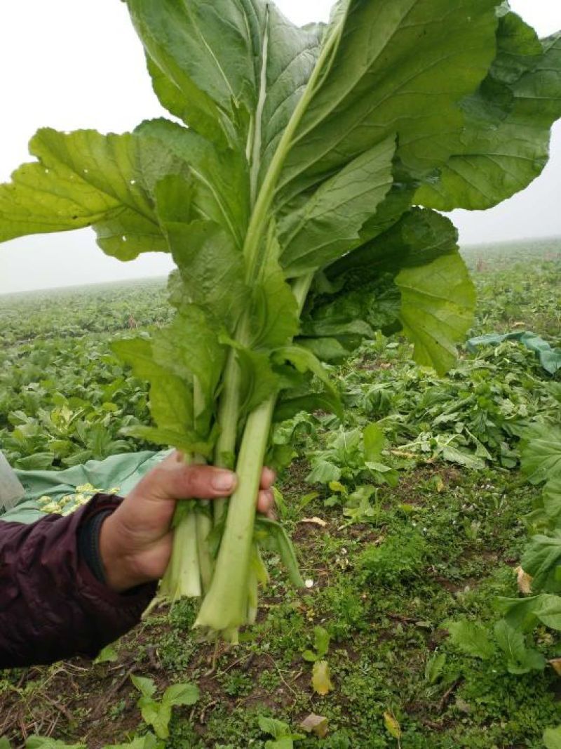 榨菜5两以上