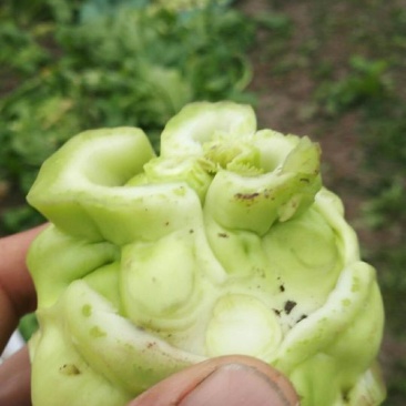 榨菜5两以上