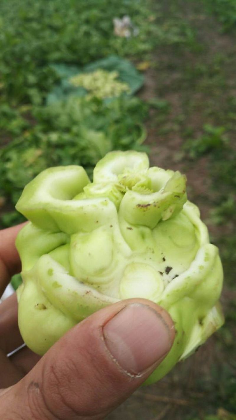 榨菜5两以上