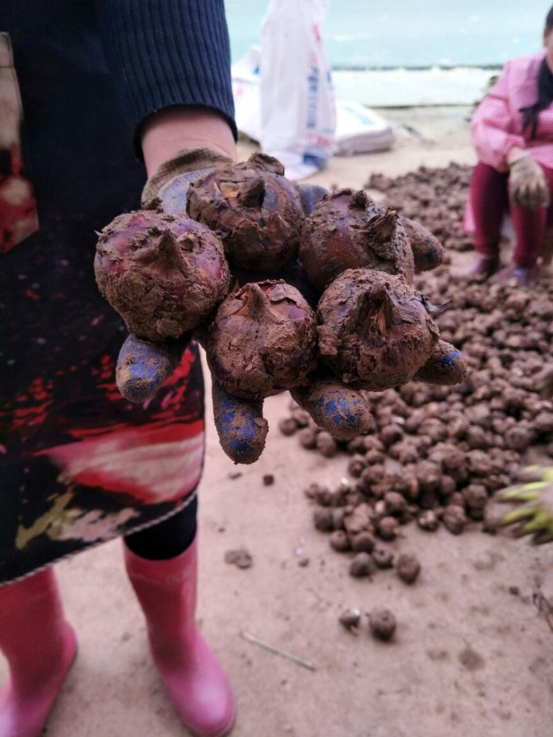 自家种植荸荠大号小号中号都有