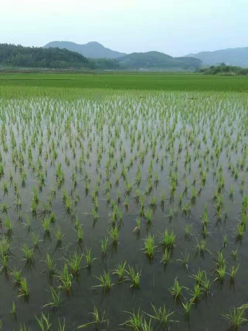 珍珠香稻谷（清选）鲜米机专用，智能鲜米机23年谷子