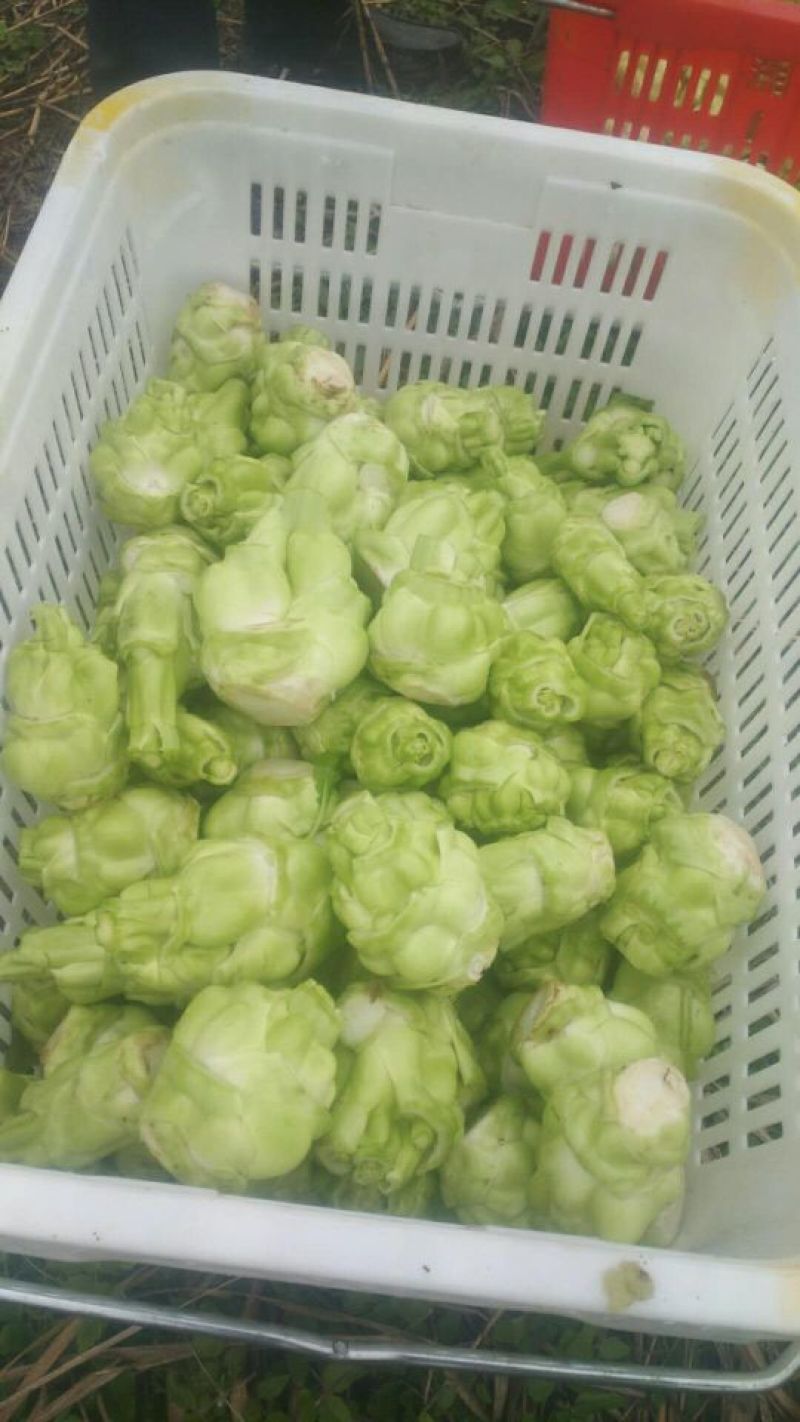 榨菜5两以上