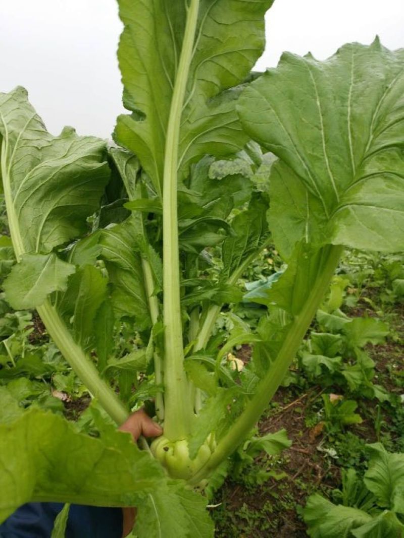 榨菜5两以上