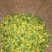 野菊花袋装