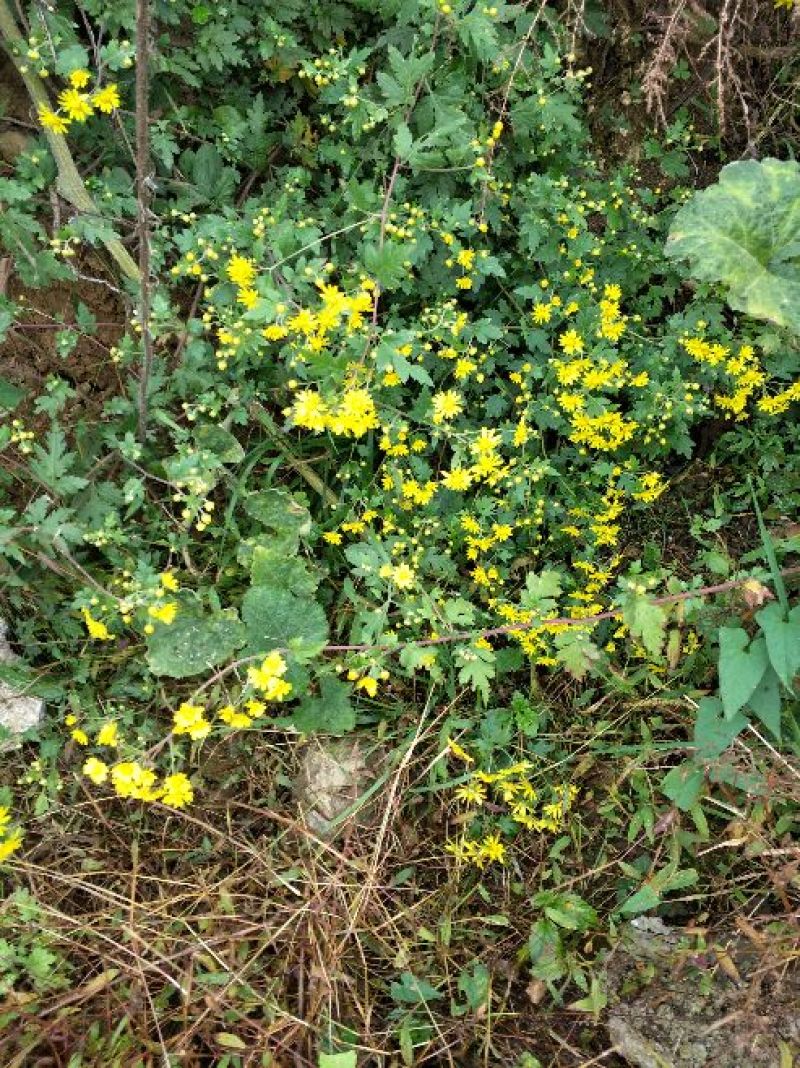 野菊花袋装
