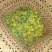 野菊花袋装