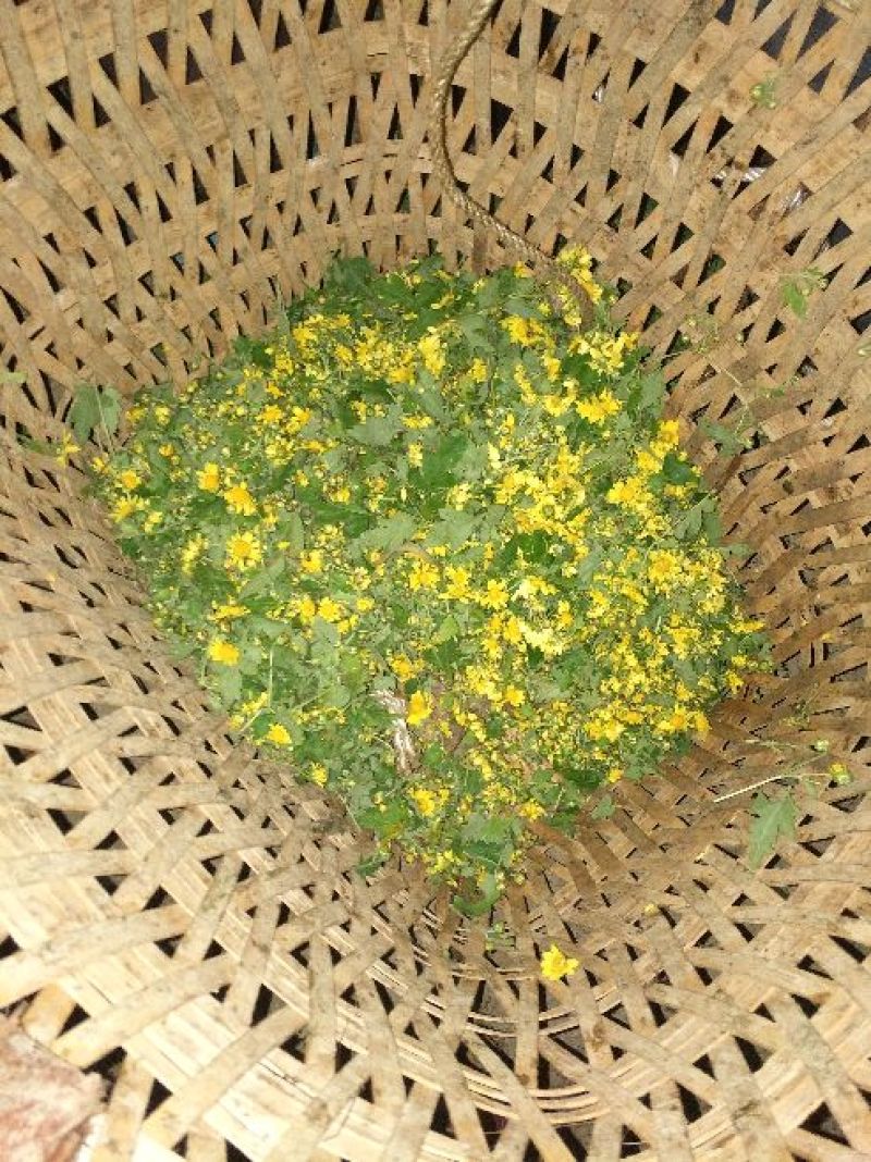 野菊花袋装