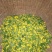 野菊花袋装