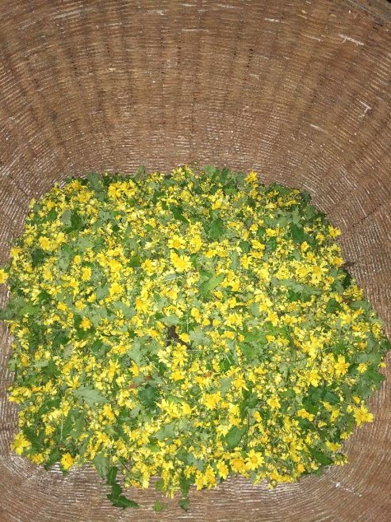野菊花袋装