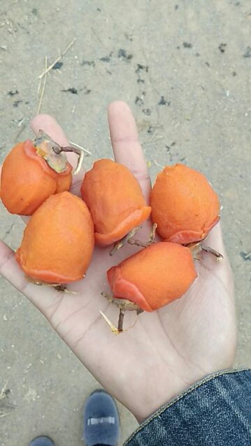 柿饼1两以下