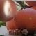 烟富六号苹果树苗品种纯正农户直发现挖现发