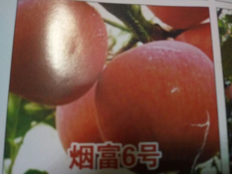 烟富六号苹果树苗品种纯正农户直发现挖现发