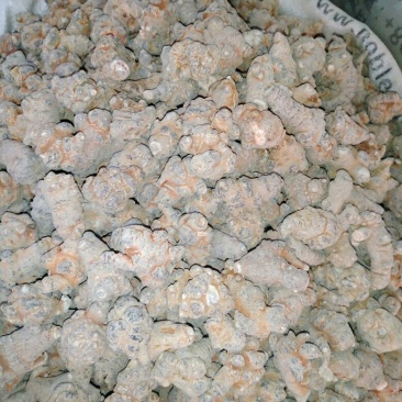 三七选货30头