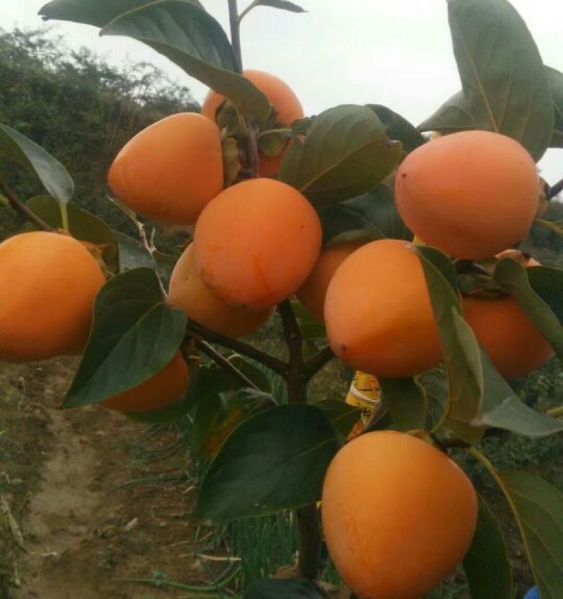 柿饼1~2两