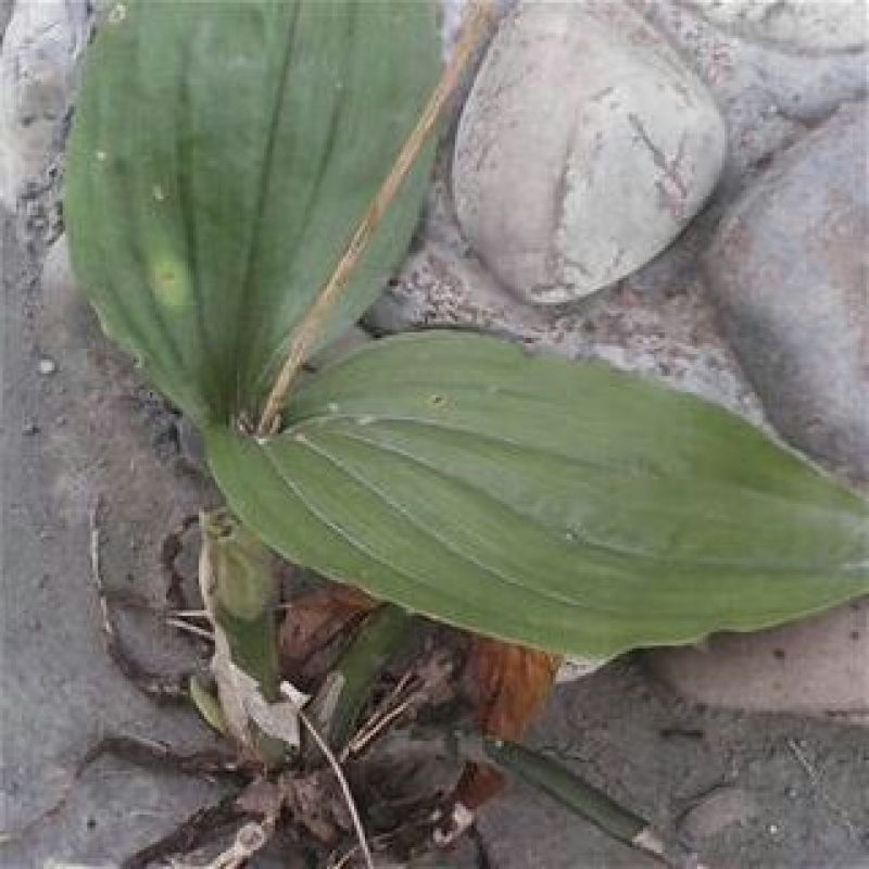 见血清
