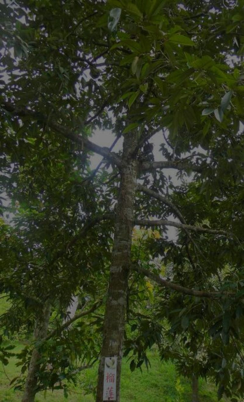 榴莲蜜苗挂果快好种，吃起来软弱香甜入口即化
