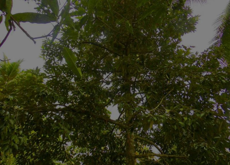 榴莲蜜苗挂果快好种，吃起来软弱香甜入口即化