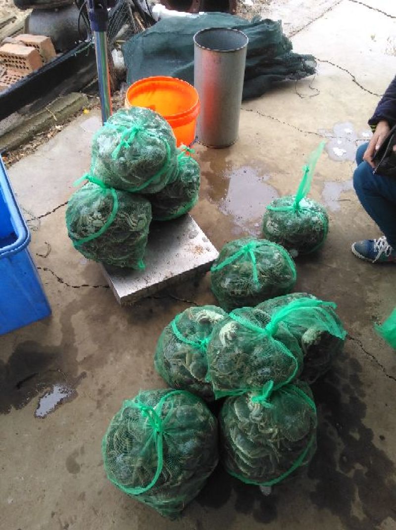 异育银鲫食用