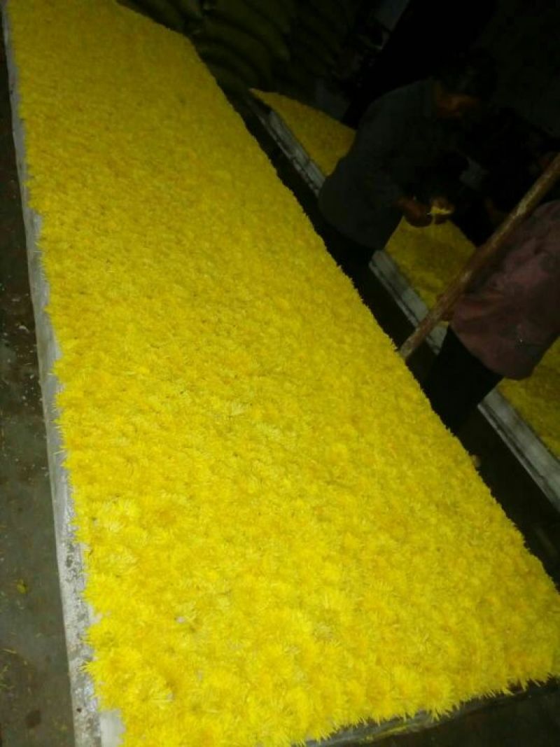 黄山贡菊0.5~1米